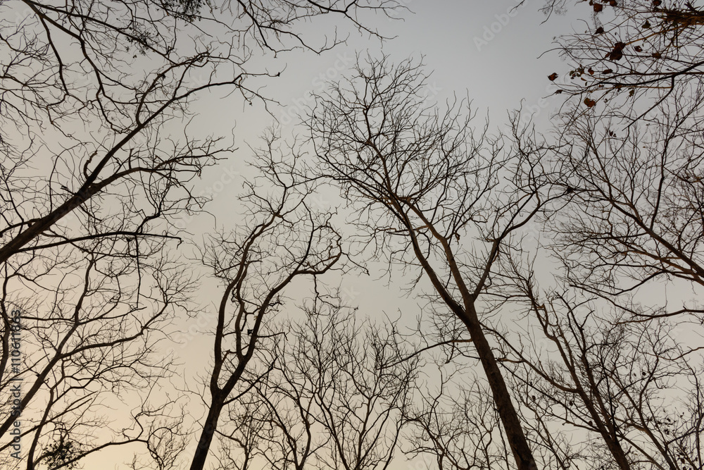 Naked branches of Teak against sky during sunset Naked branches of Teak against sky during sunset