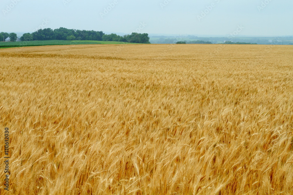 Wheat field