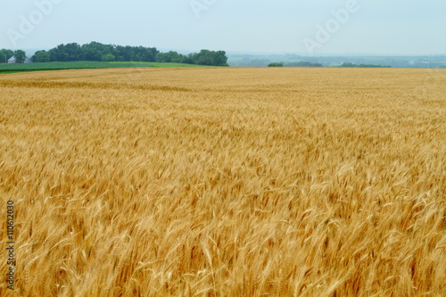 Wheat field