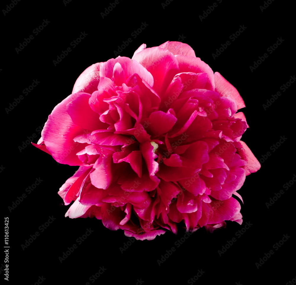 Peony on a black background Peony on a black background