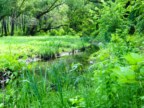 River in a forest