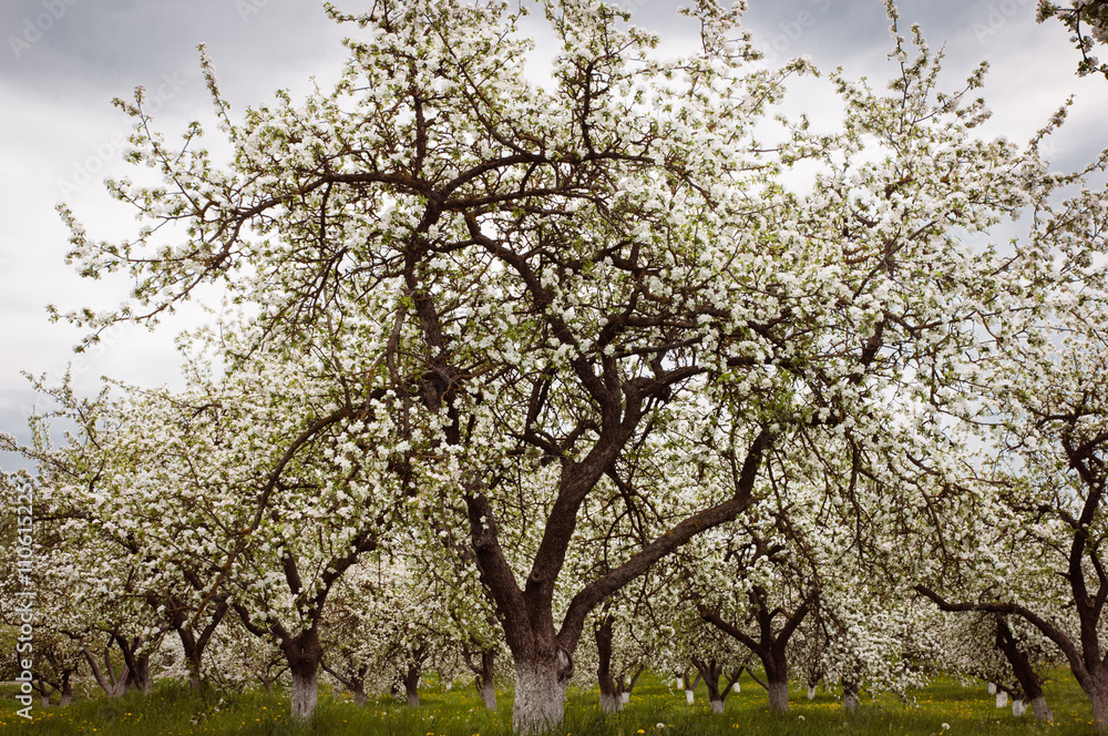 Beautiful blooming of decorative white apple and fruit trees Beautiful blooming of decorative white apple and fruit trees