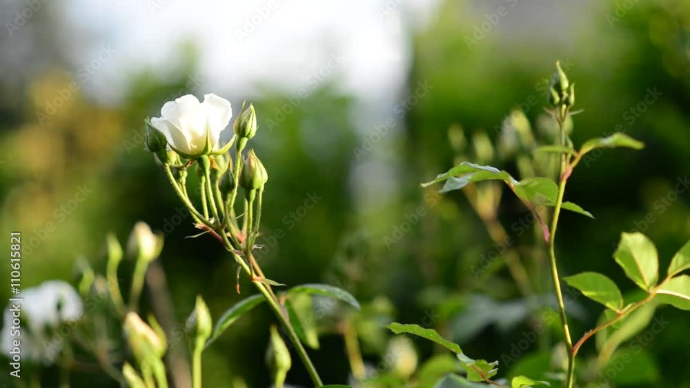 White rose flowers blowing in the wind. Selective focus. White rose flowers blowing in the wind. Selective focus.