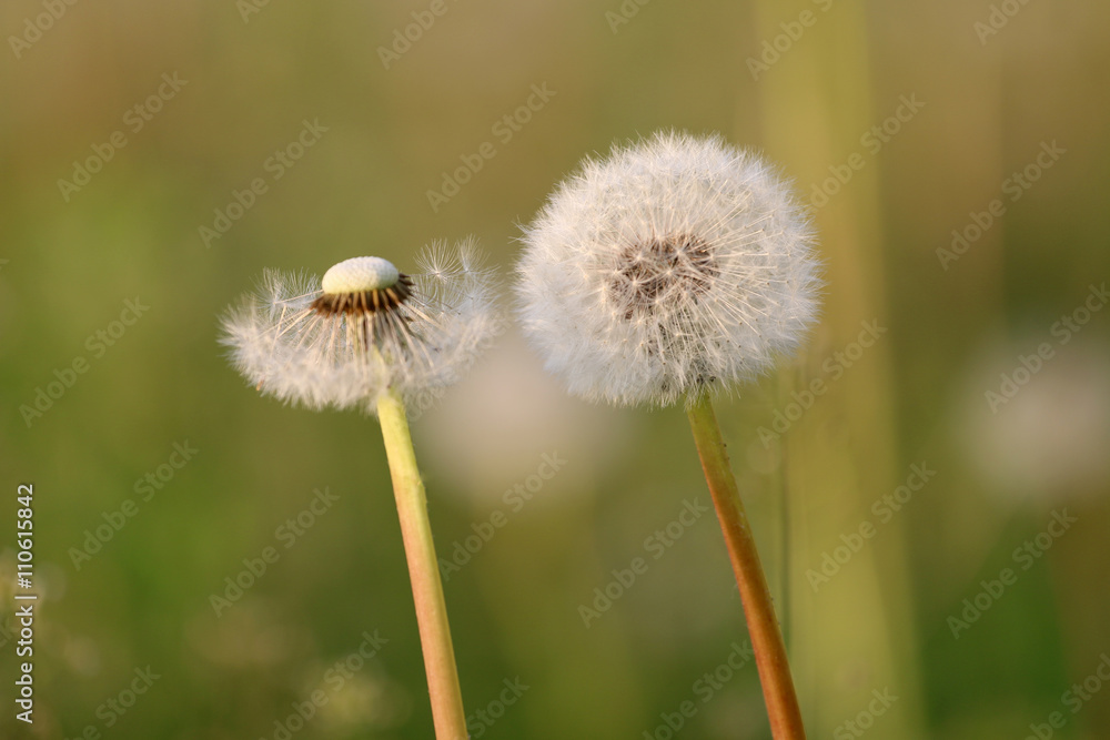 spring white dandelion spring white dandelion