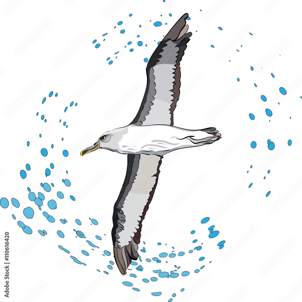 Naklejka premium flying albatross