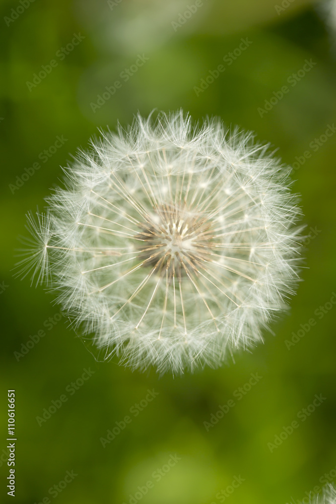 Dandelion. An image of a dandelion in a field of grass. With the use of selective focus the dandelion stands out from the background of green. Fine detail has been higlighted. Dandelion. An image of a dandelion in a field of grass. With the use of selective focus the dandelion stands out from the background of green. Fine detail has been higlighted.