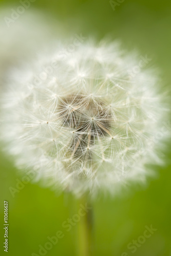 Dandelion. An image of a dandelion in a field of grass. With the use of selective focus the dandelion stands out from the background of green. Fine detail has been higlighted.