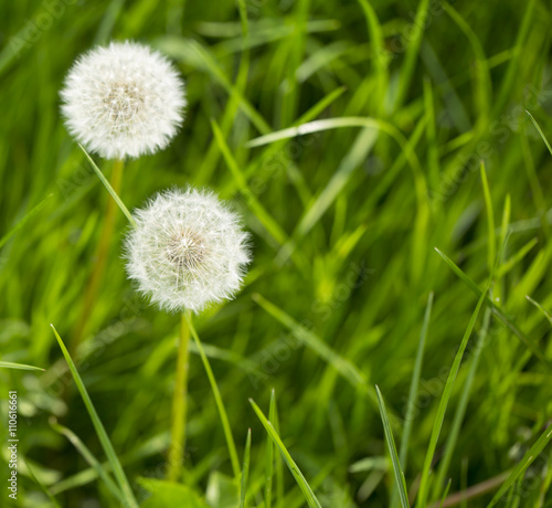 Dandelions. A field of grass is dotted with dandelion clocks highlighted by the bright sunshine.