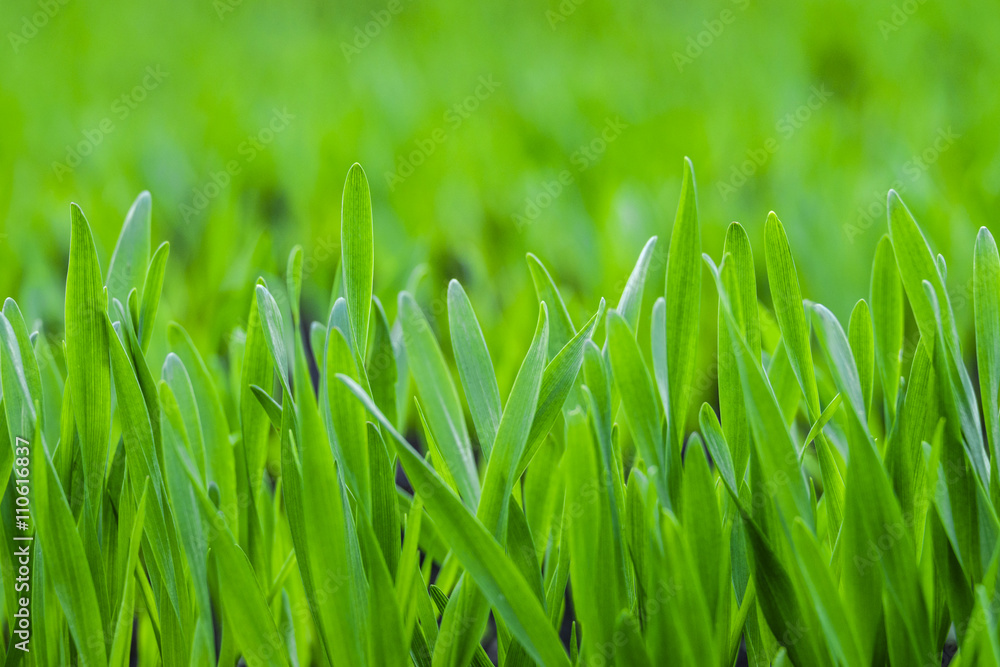 Background of the green young grass closeup Background of the green young grass closeup