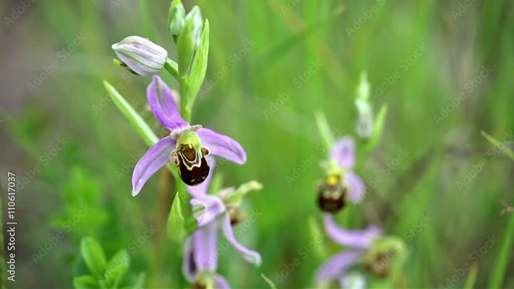 ophrys apifera (Bee orchid) wild flower in nature on a green background ophrys apifera (Bee orchid) wild flower in nature on a green background
