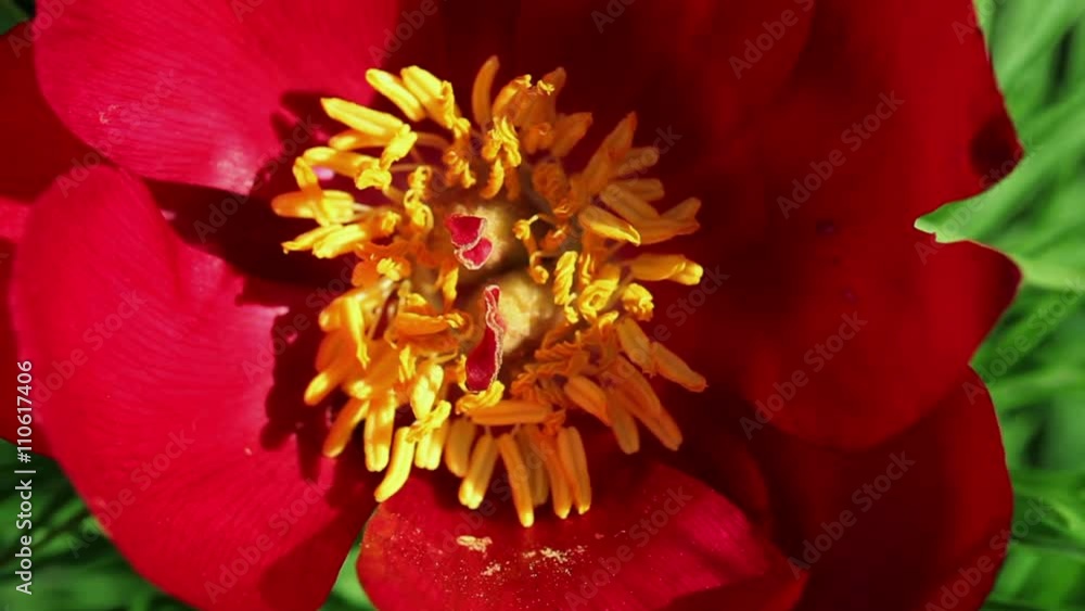 Floral garden. The close-up shot of the one red blooming peony with open petals Floral garden. The close-up shot of the one red blooming peony with open petals