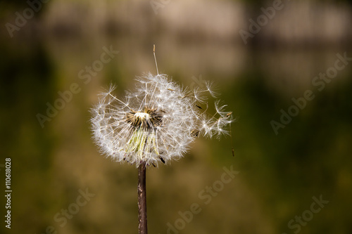 Pusteblume