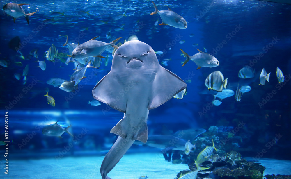 Obraz premium angel shark