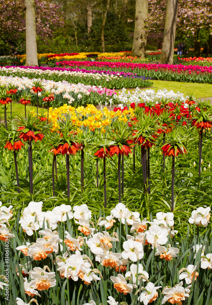 Colorful tulips, narcissus, hyacinths, lily, hydrangeas, muscari flowers in spring park