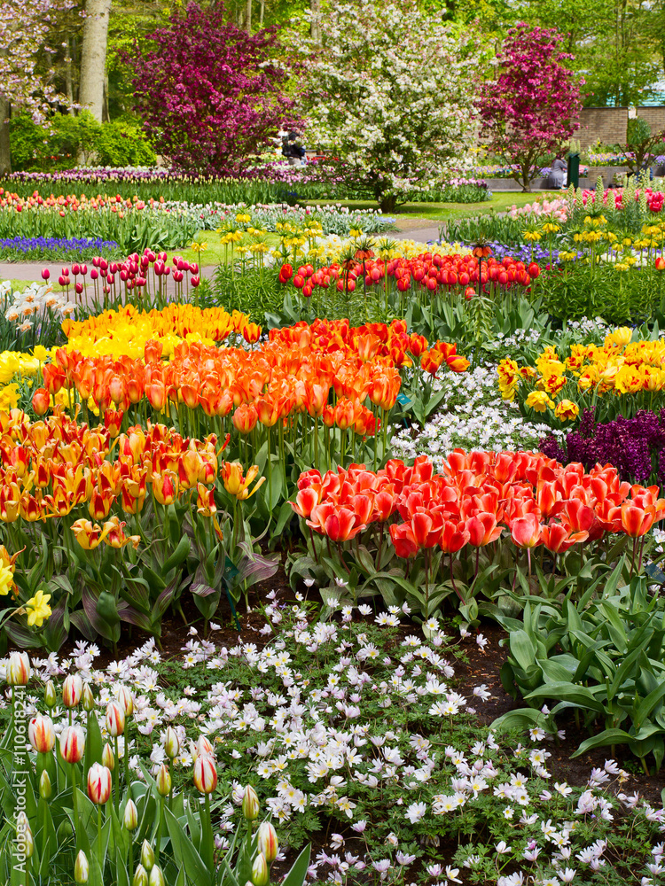 Colorful tulips, narcissus, hyacinths, lily, hydrangeas, muscari flowers in spring park