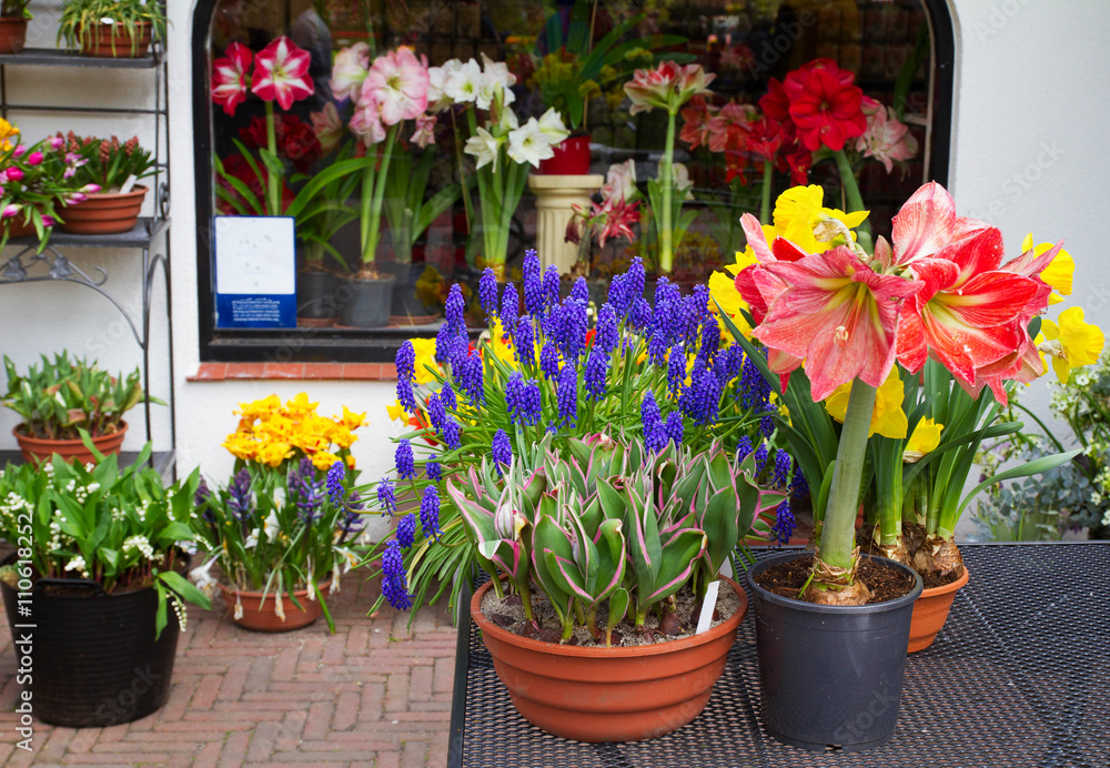 Colorful tulips, narcissus, hyacinths, lily, hydrangeas, muscari flowers in flowers pots for sale