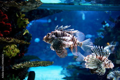 Photography Lion fish
