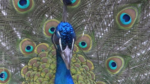 National bird of India Blue peacock