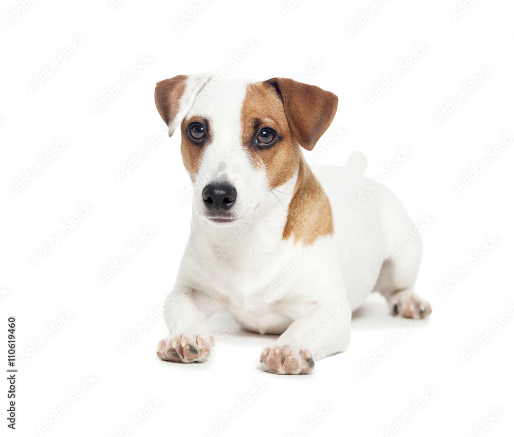Dog at white background