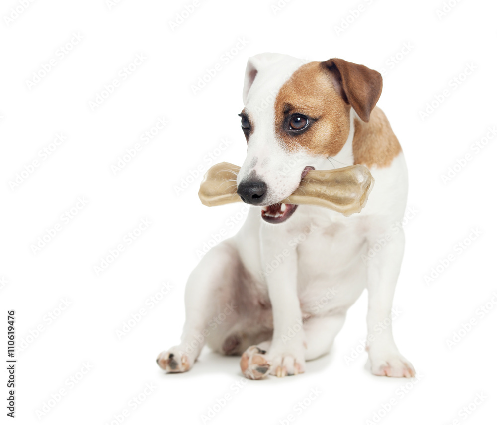 Puppy with bone