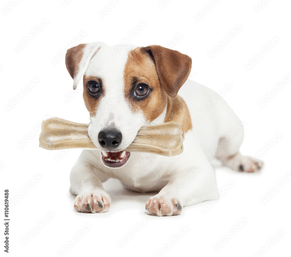 Puppy with bone