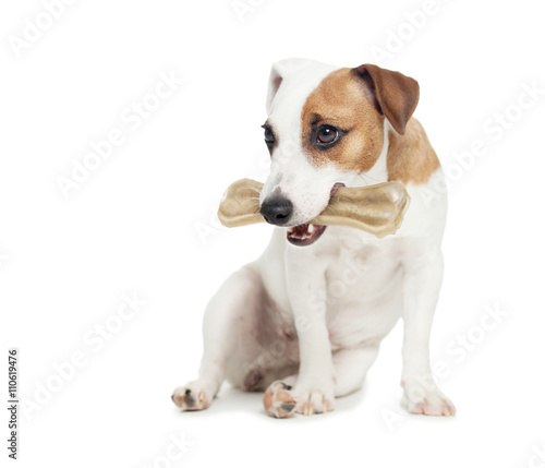Fototapeta Naklejka Na Ścianę i Meble -  Puppy with bone
