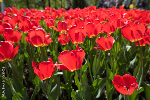 Red tulips Pallada