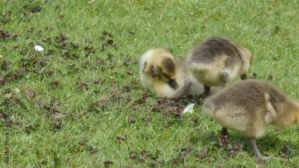 Close up of goslings of Greylag geese feeding on grass Close up of goslings of Greylag geese feeding on grass