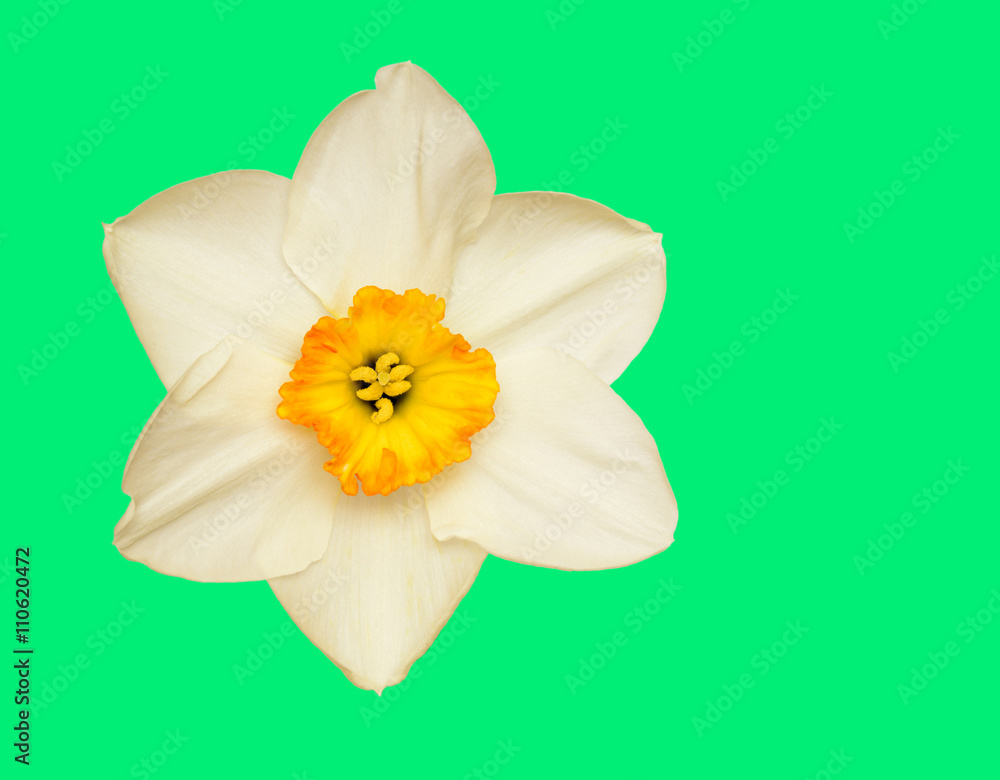 Fototapeta premium Single White Daffodil Narcissus Closeup Isolated