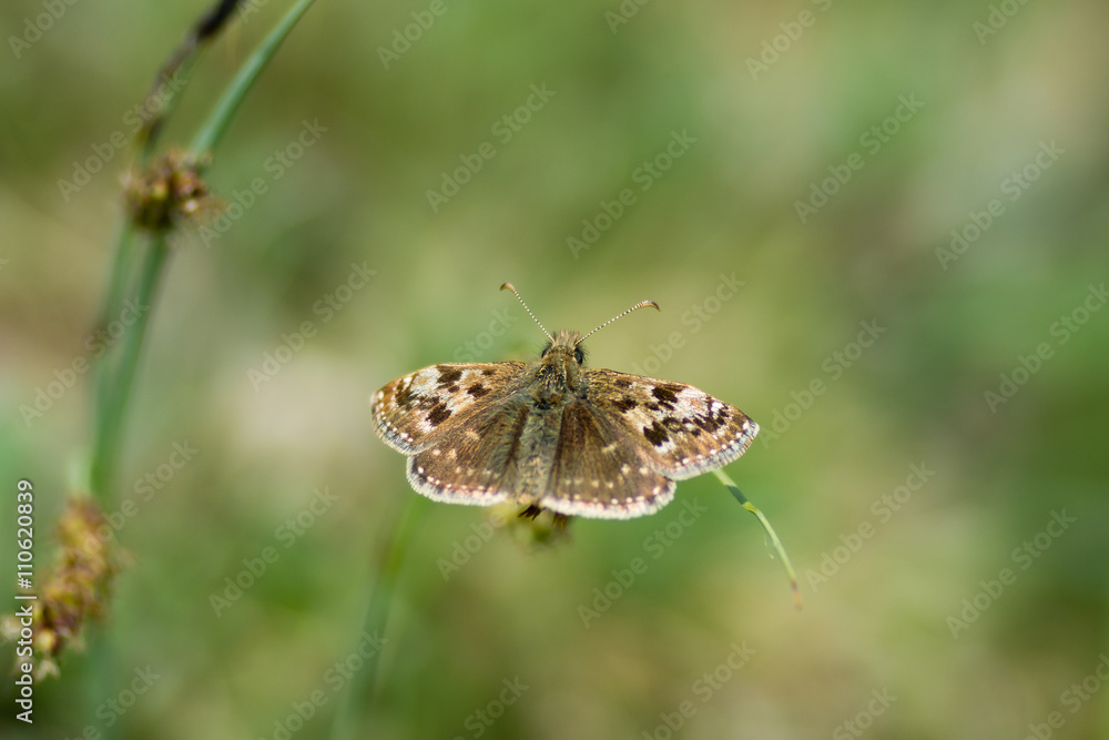 Fototapeta premium Dingy skipper butterfly (Erynnis tages) on grass. A butterfly in the family Hesperiidae, at rest in an English calcareous meadow