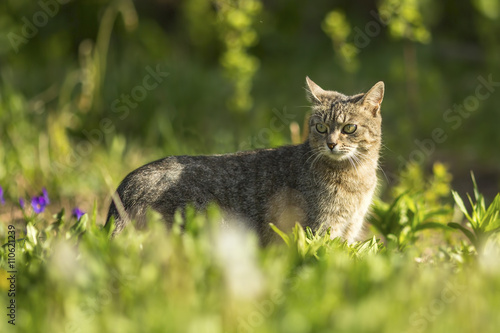 Cat walking on green grass. © De Visu