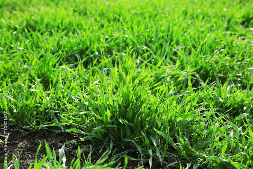 Obraz premium Young green grass field.