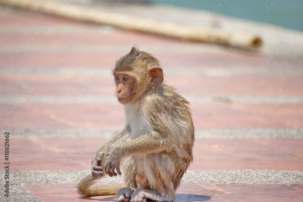 Obraz premium 可愛いサル 