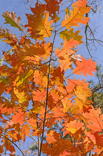 Oak Leaves in Fall Colors
