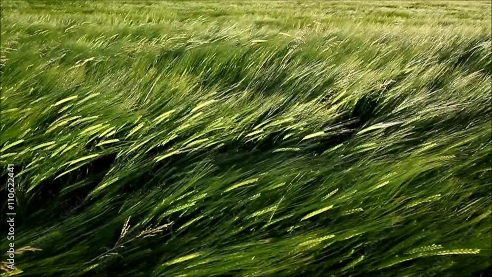 Wheat being moved by high chinook winds Wheat being moved by high chinook winds