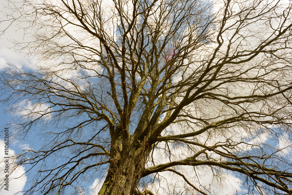 Obraz premium Bare Tree and Blue Sky Composite Backgroud