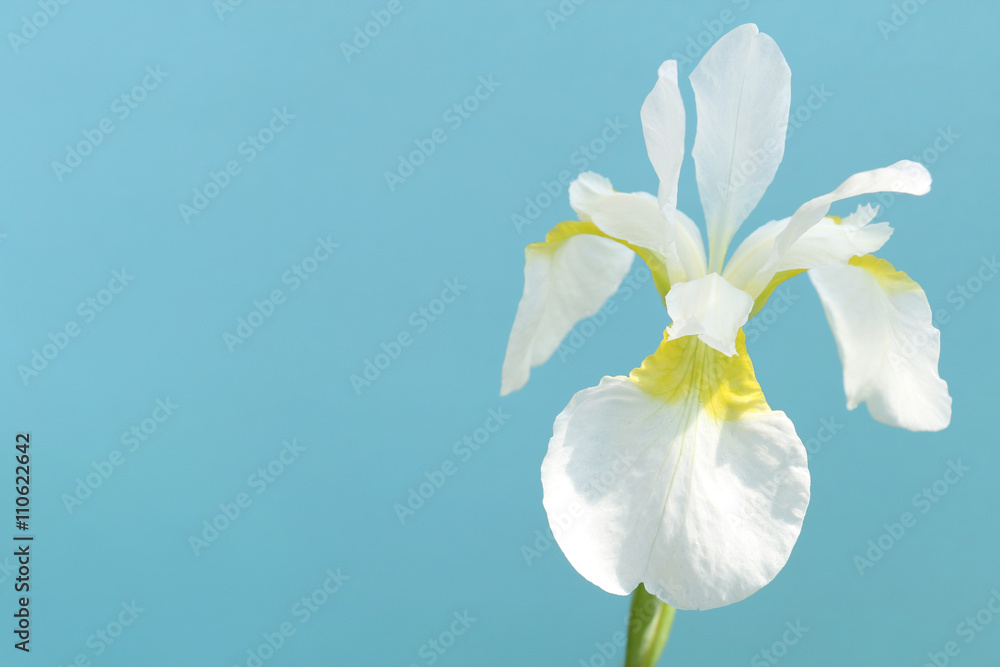 Japanese white iris flower in summer blue Japanese white iris flower in summer blue