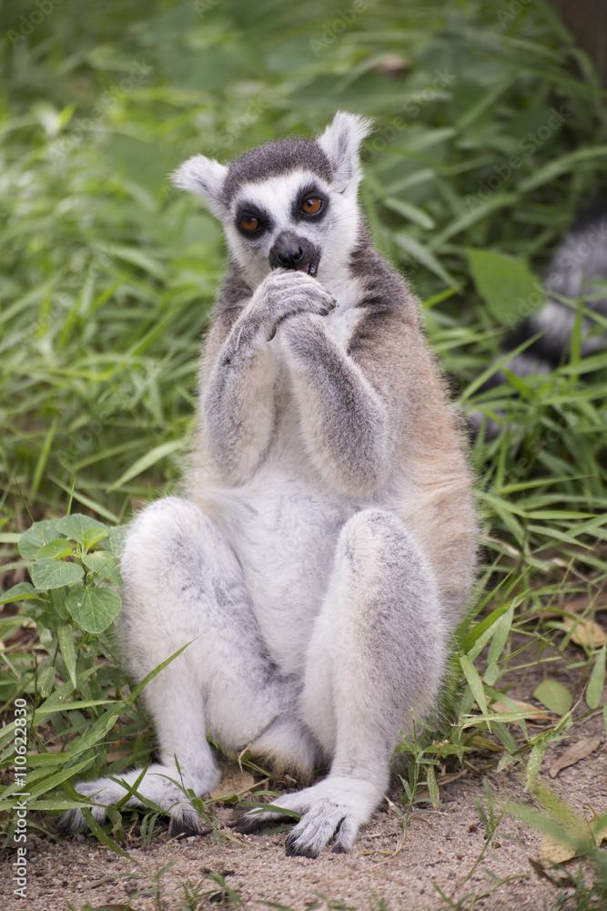 Fototapeta premium Ring-tailed lemur sitting