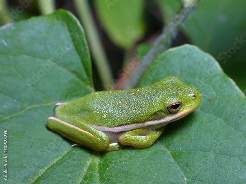 Small green frog on the green leaf.