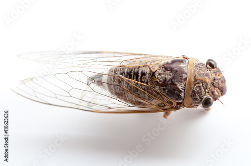 cicada insect isolated