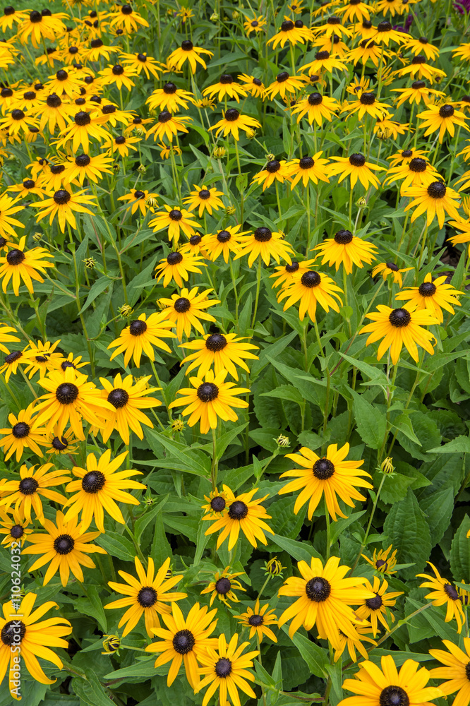 black-eyed susan flowers black-eyed susan flowers