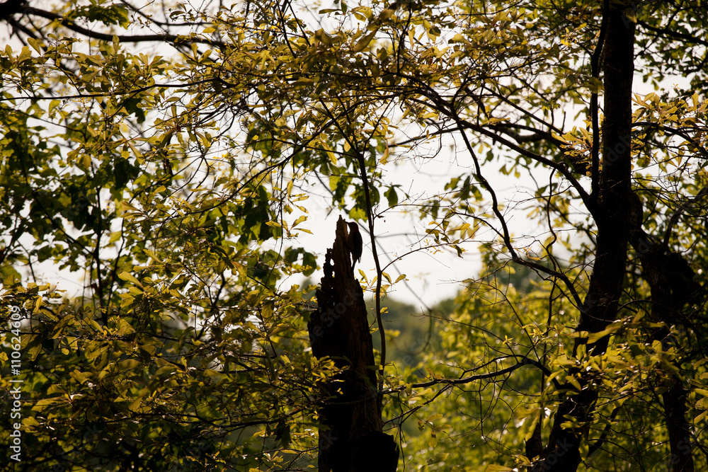 Fototapeta premium Woodpecker Silhouette in Tree