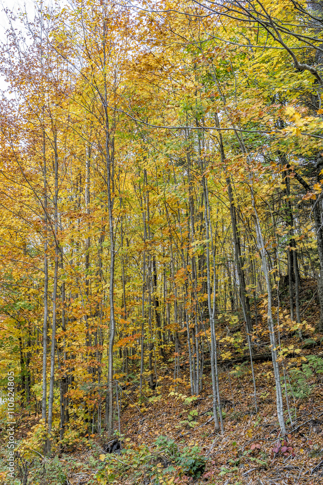 Fototapeta premium collection of beautiful colorful autumn leaves green yellow ora