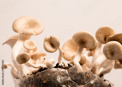 Mushroom white background,Lentinus squarrosulus Mont