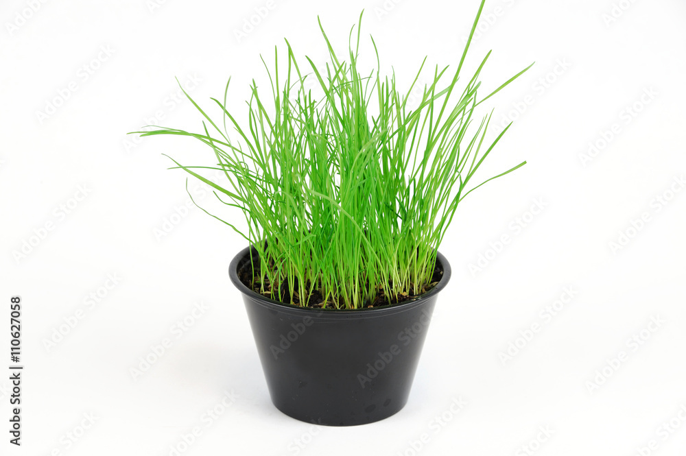 green grass growing in small pot, isolated on white background green grass growing in small pot, isolated on white background