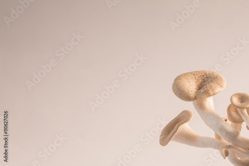 Mushroom white background,Lentinus squarrosulus Mont photo