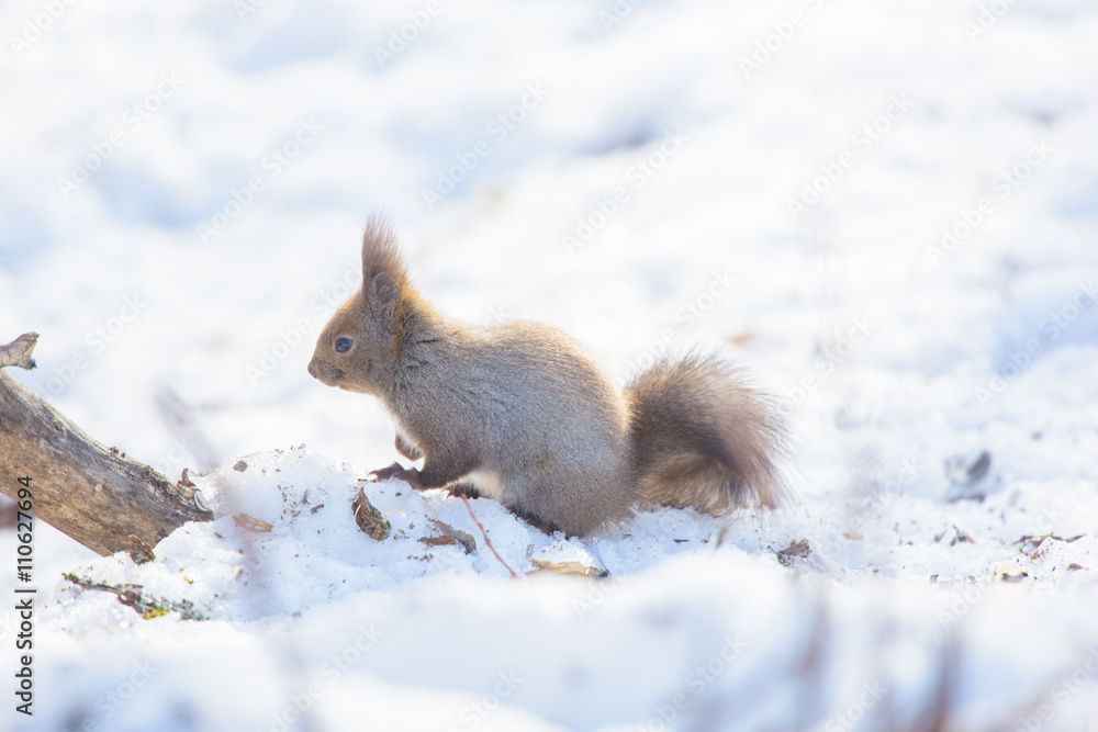 Sciurus vulgaris orientis Sciurus vulgaris orientis