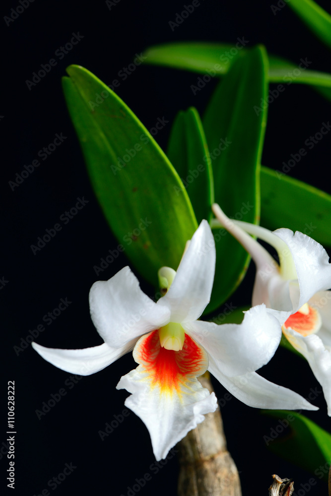 Fototapeta premium Orchid