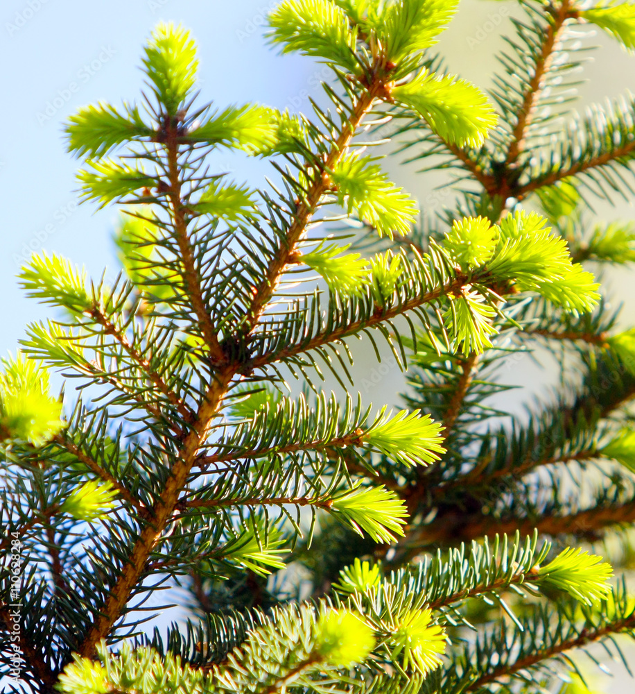 Branch of green spruce on a blurred background. Pine Spring. Spruce needles. Fluffy coniferous paw. Conifer tree. Branch of green spruce on a blurred background. Pine Spring. Spruce needles. Fluffy coniferous paw. Conifer tree.