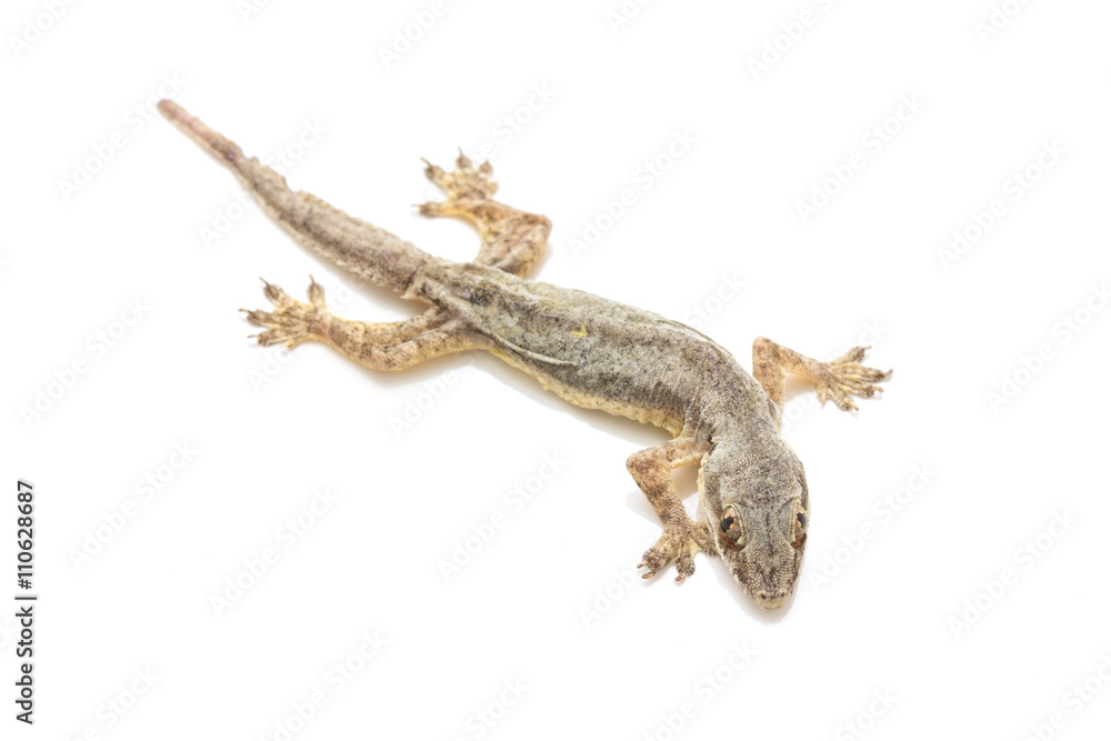 Fototapeta premium small gecko isolated on white background